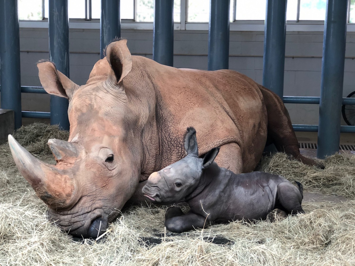 Disney's Animal Kingdom baby rhino