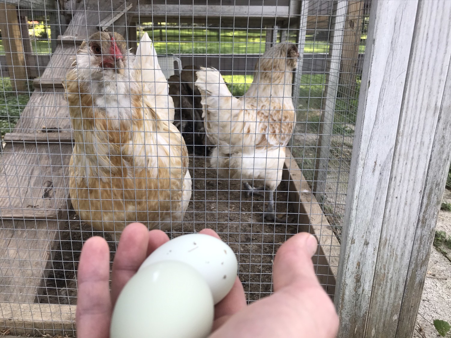 Gathering eggs from chickens