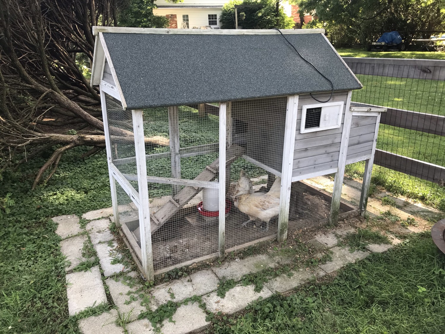 Chicken coop with chickens