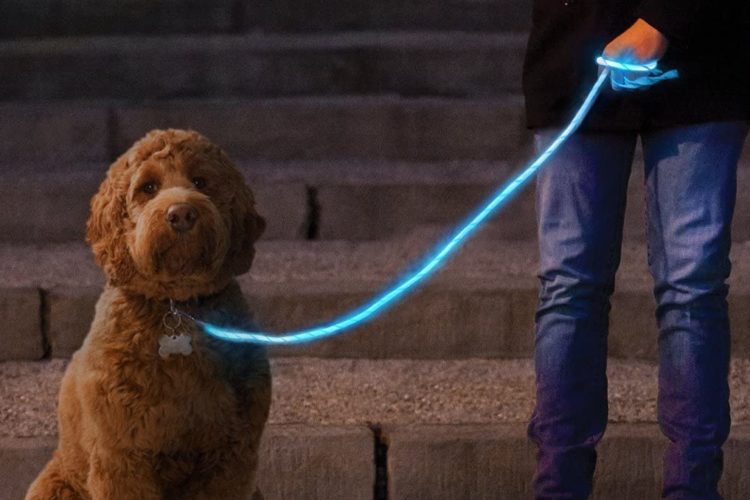 Light-Up Leash Makes Late-Night Dog-Walking Safe - Simplemost