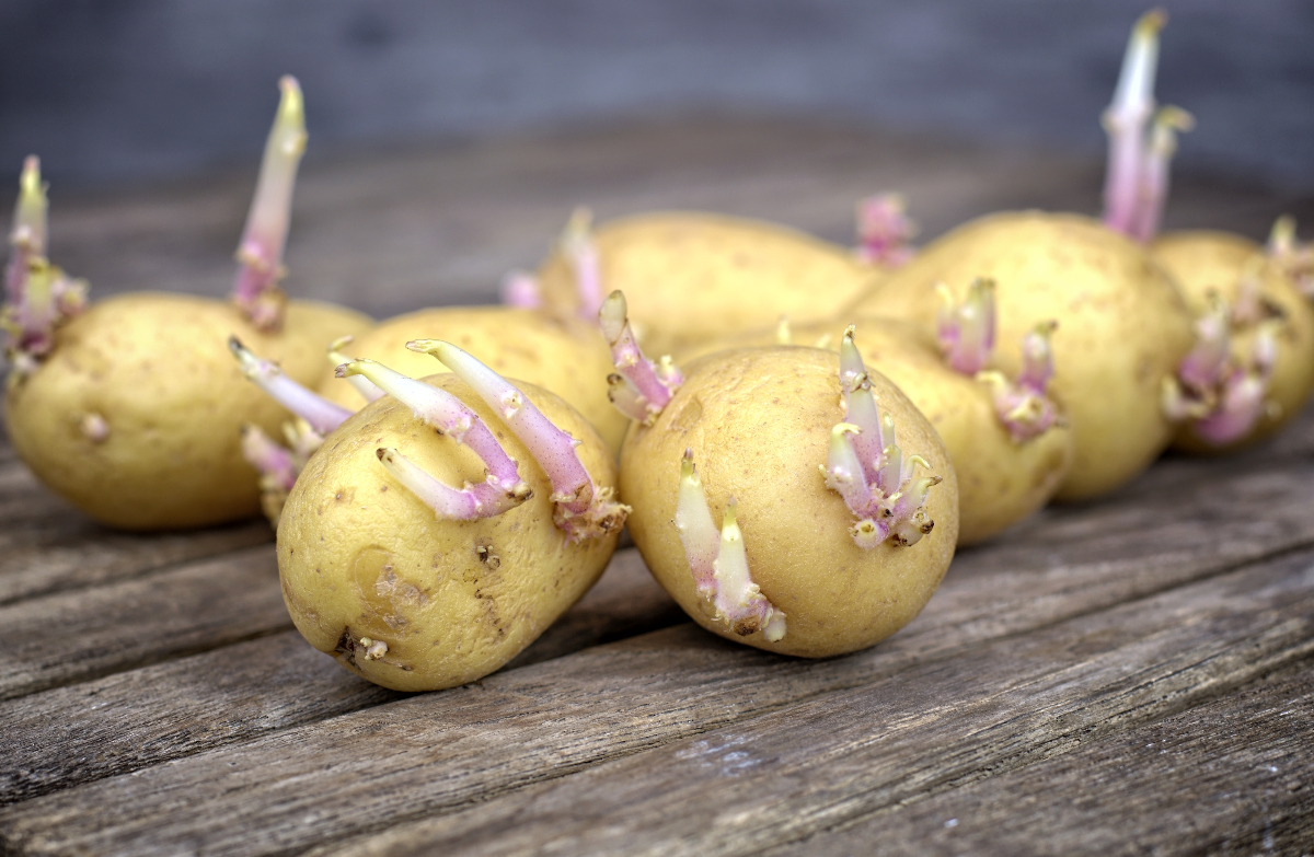 Sprouted potatoes on a wood table