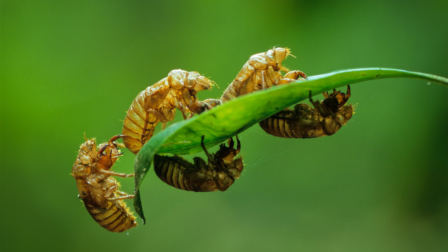 cicadas on a leaf