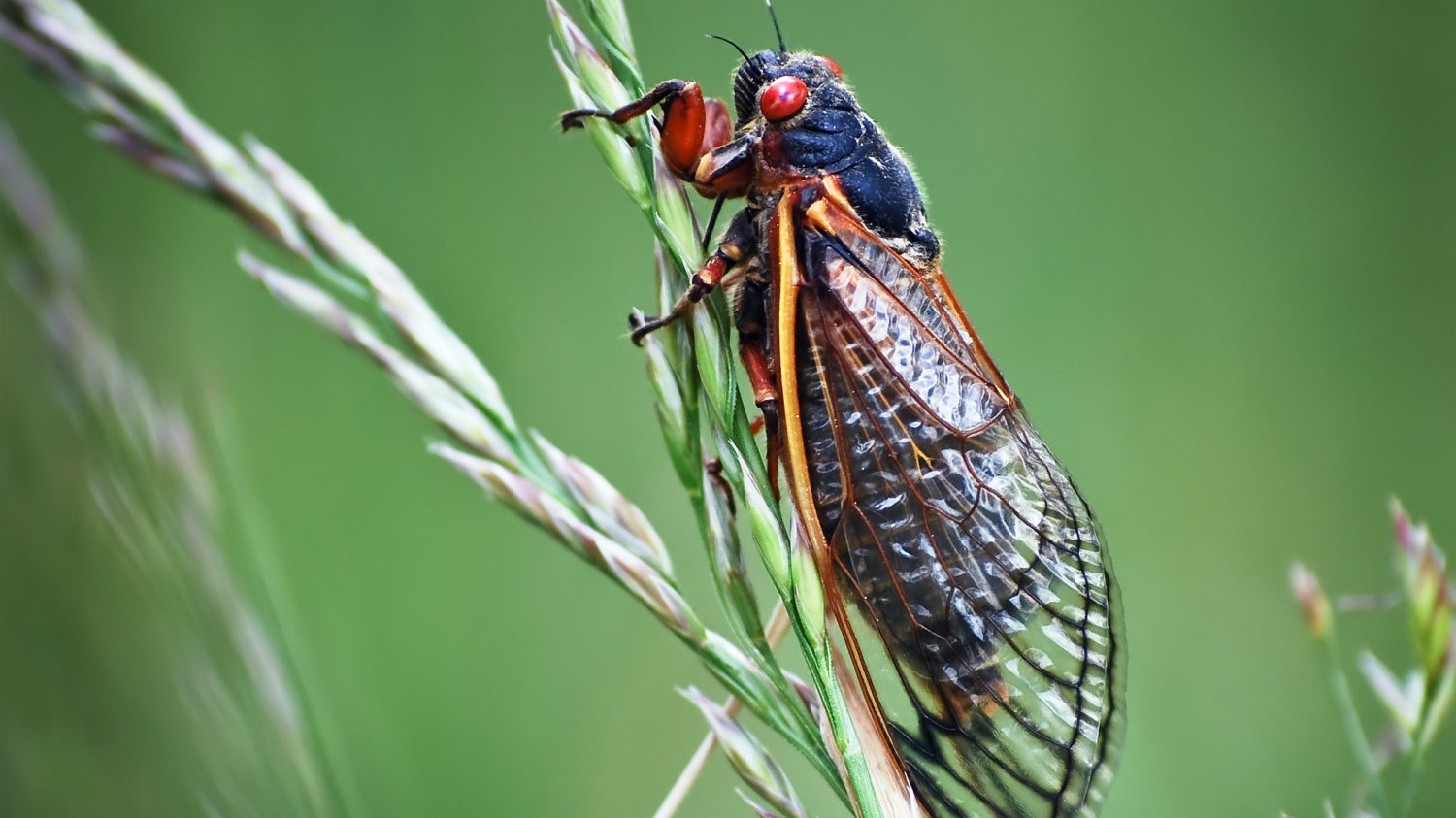 Cicada clinging to green grass