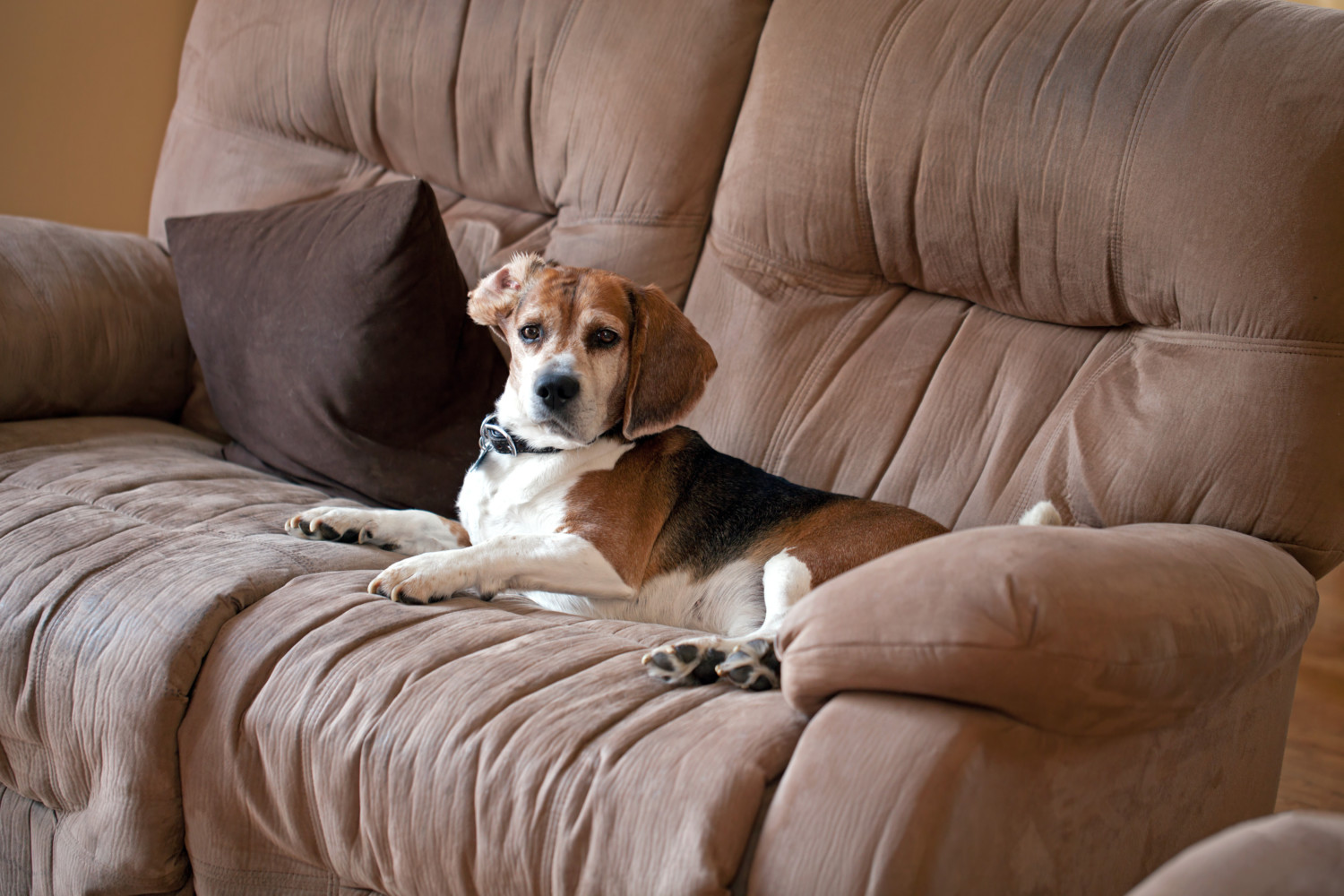 beagle dog on microfiber couch