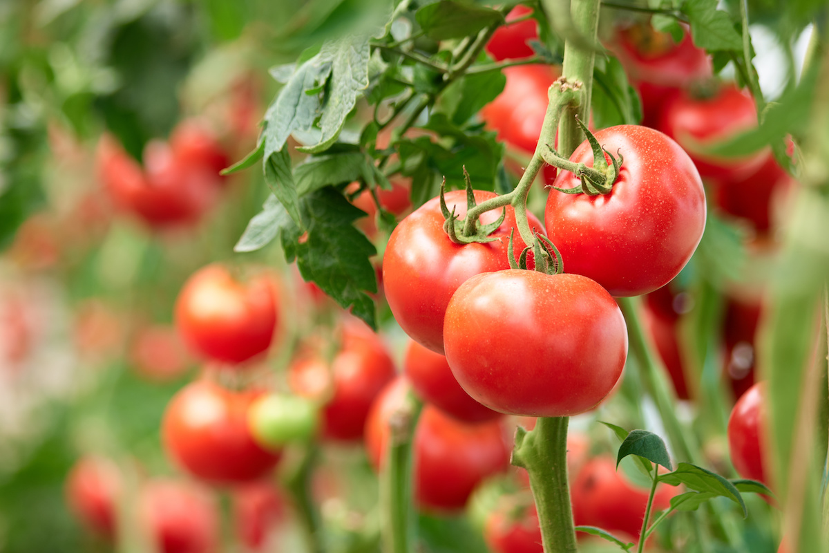 Companion Plants For Tomatoes: Best And Worst Plants - Simplemost