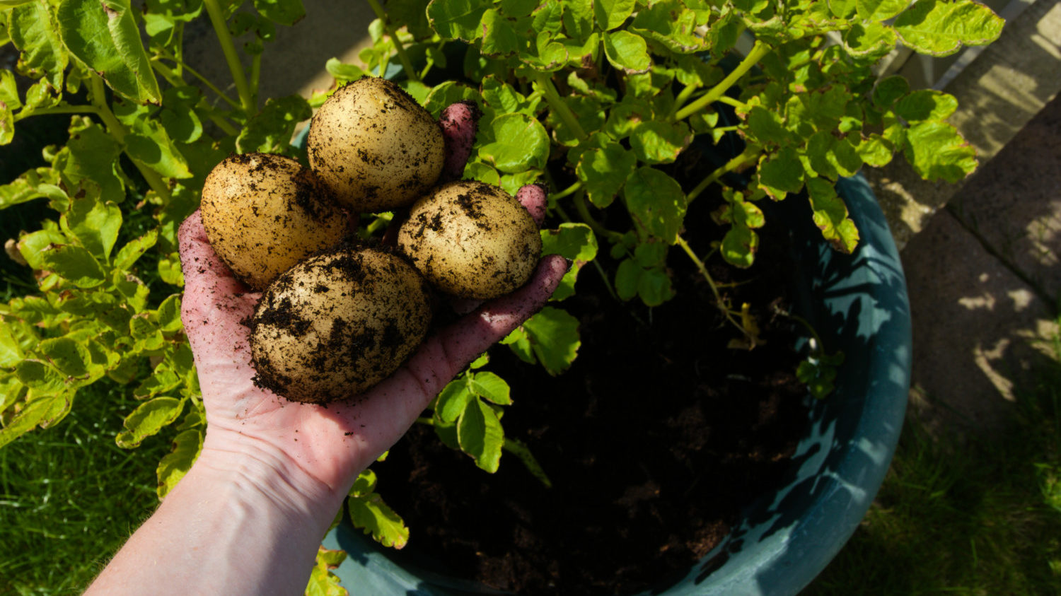 how to grow potatoes in a pot