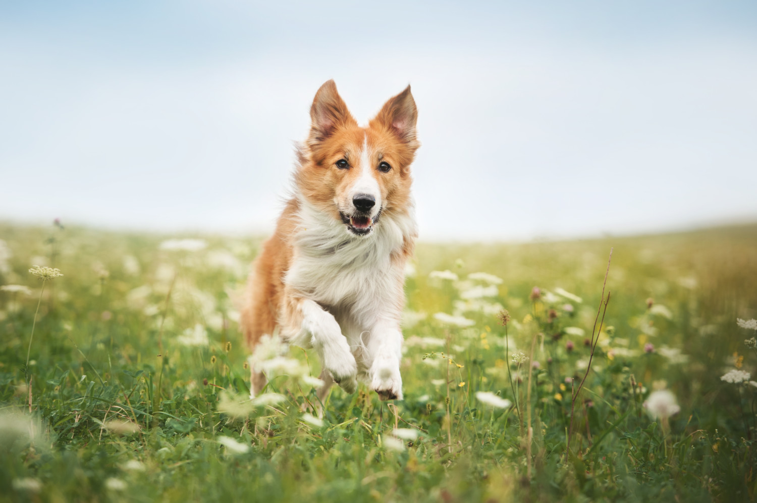Border collie dog running in meadow in summer