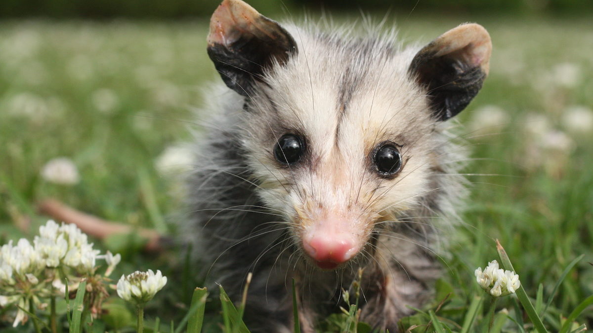Opossum sitting on grass in yard