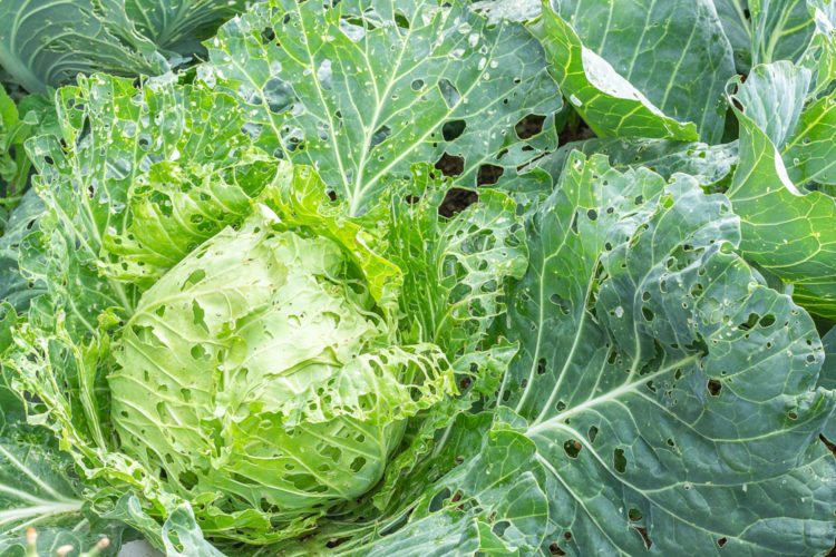Cabbage damaged by insects