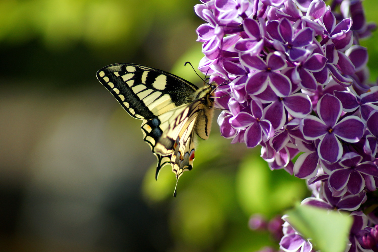 Butterfly on lilac variety Syringa vulgaris Sensation