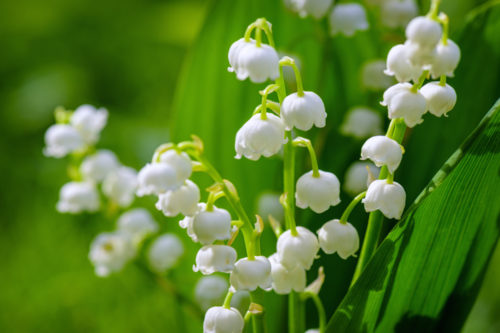 These are the most fragrant flowers you can plant in your garden