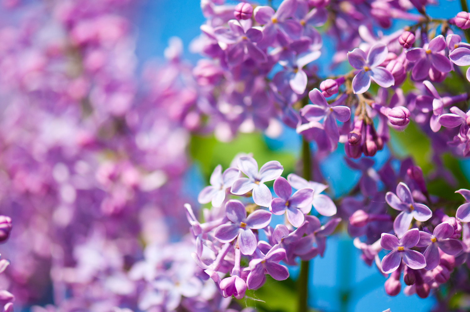 Syringa vulgaris lilac blooms