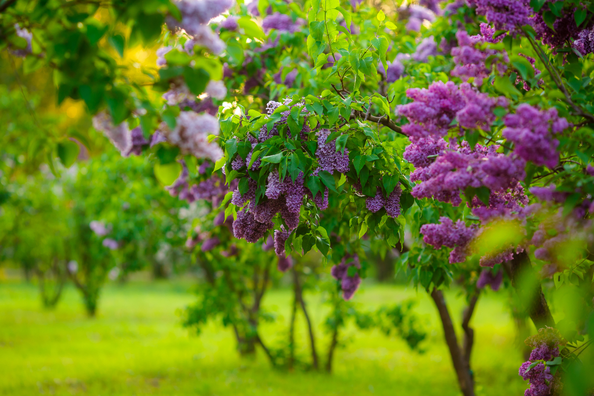 Lilac trees in a row