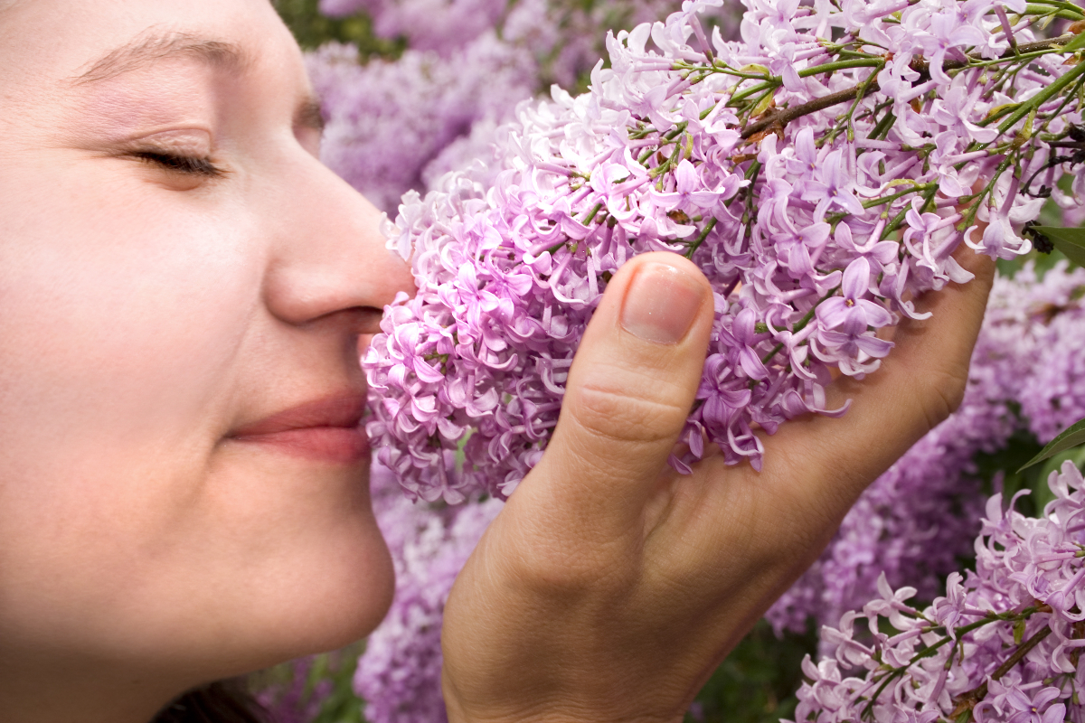 woman smells lilac blooms