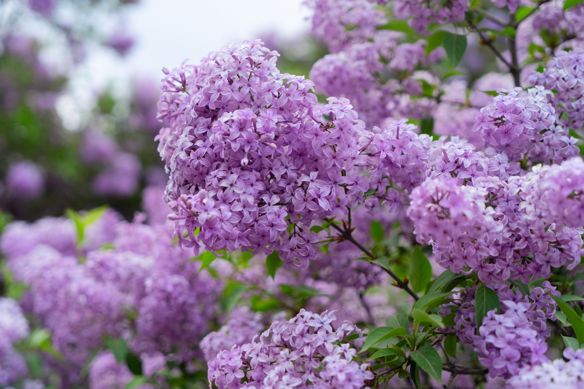 lilac varieties in bloom