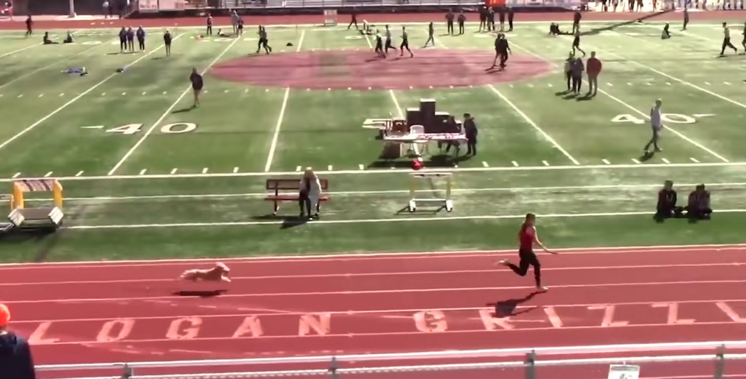 Dog runs high school relay race