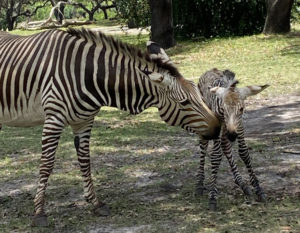 Zebra Birth at Disney's Animal Kingdom