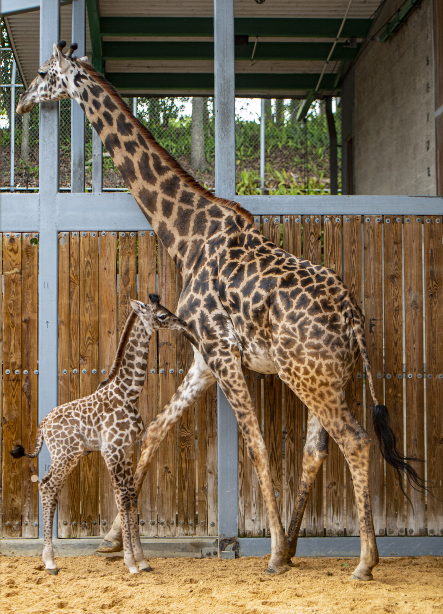 Giraffe Calf and mother Disney World Animal Kingdom