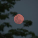 Pink strawberry moon rising in Myanmar