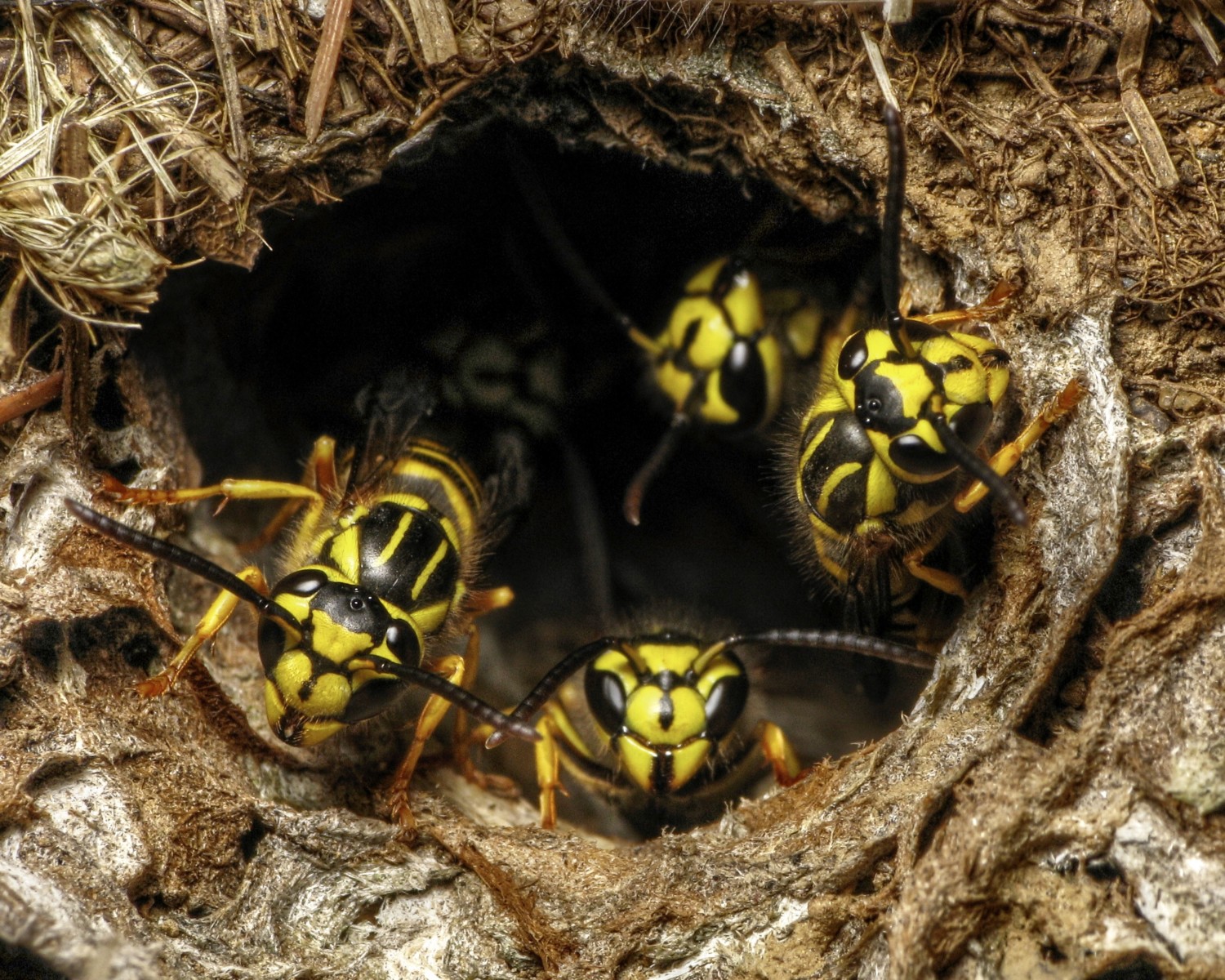 Southern yellow jackets (Vespula squamosa) guarding nest entrance in lawn