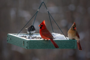 Pair of red cardinal birds and dark-eyed junco at feeder in Maryland