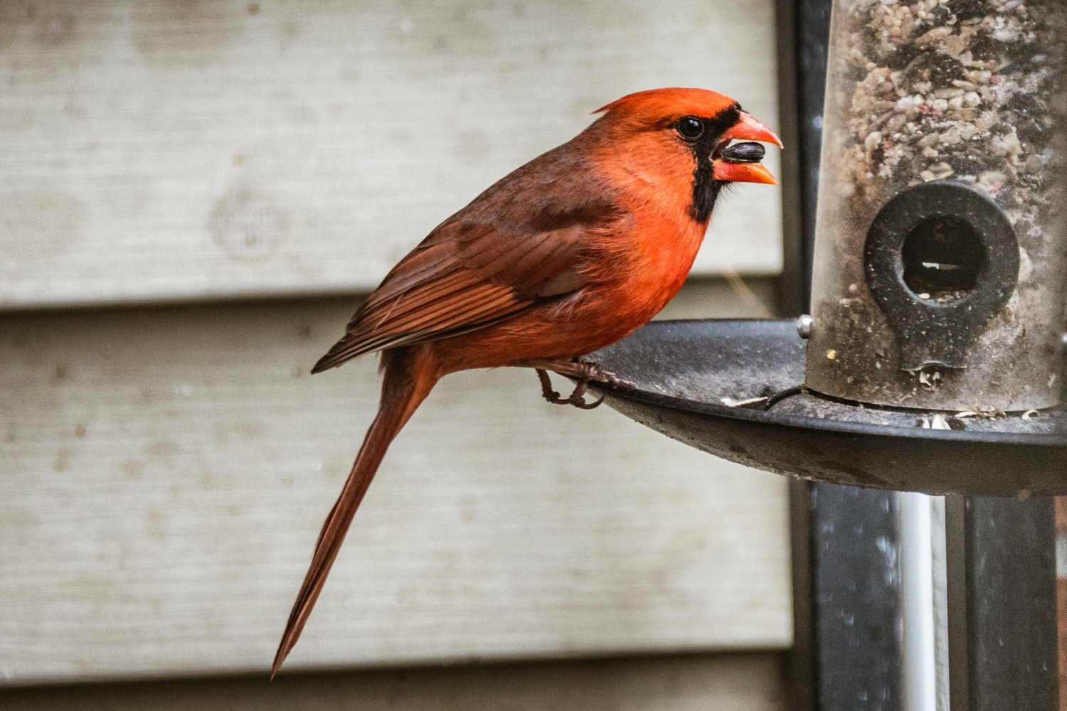 Northern Cardinal perched on bird feeder with seed