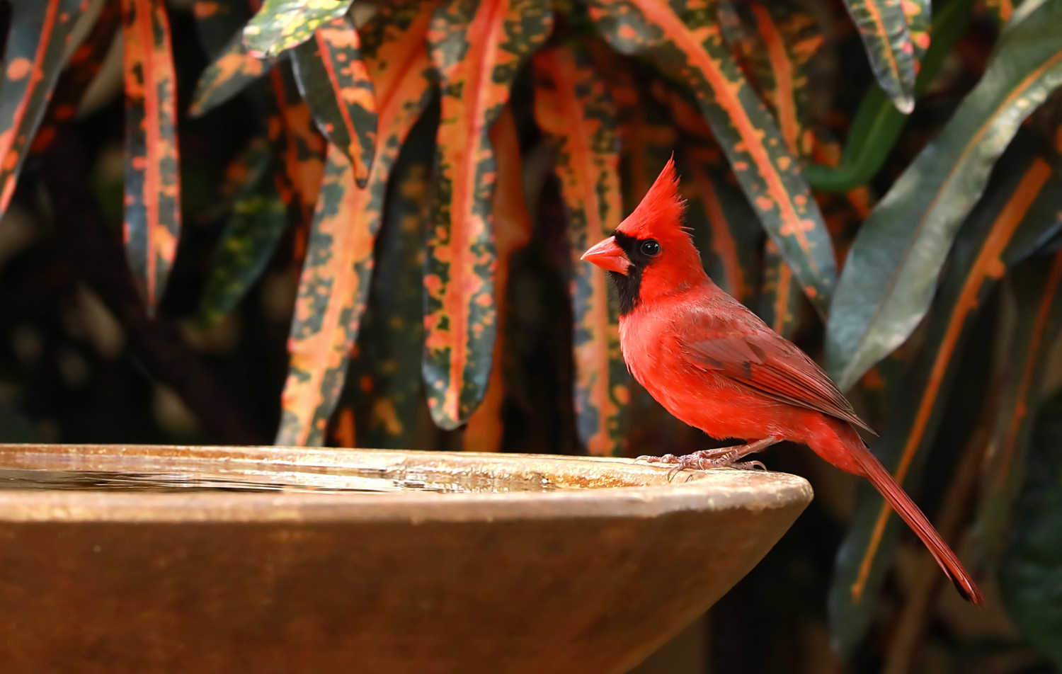 Male Northern Cardinal visits a backyard birdbath