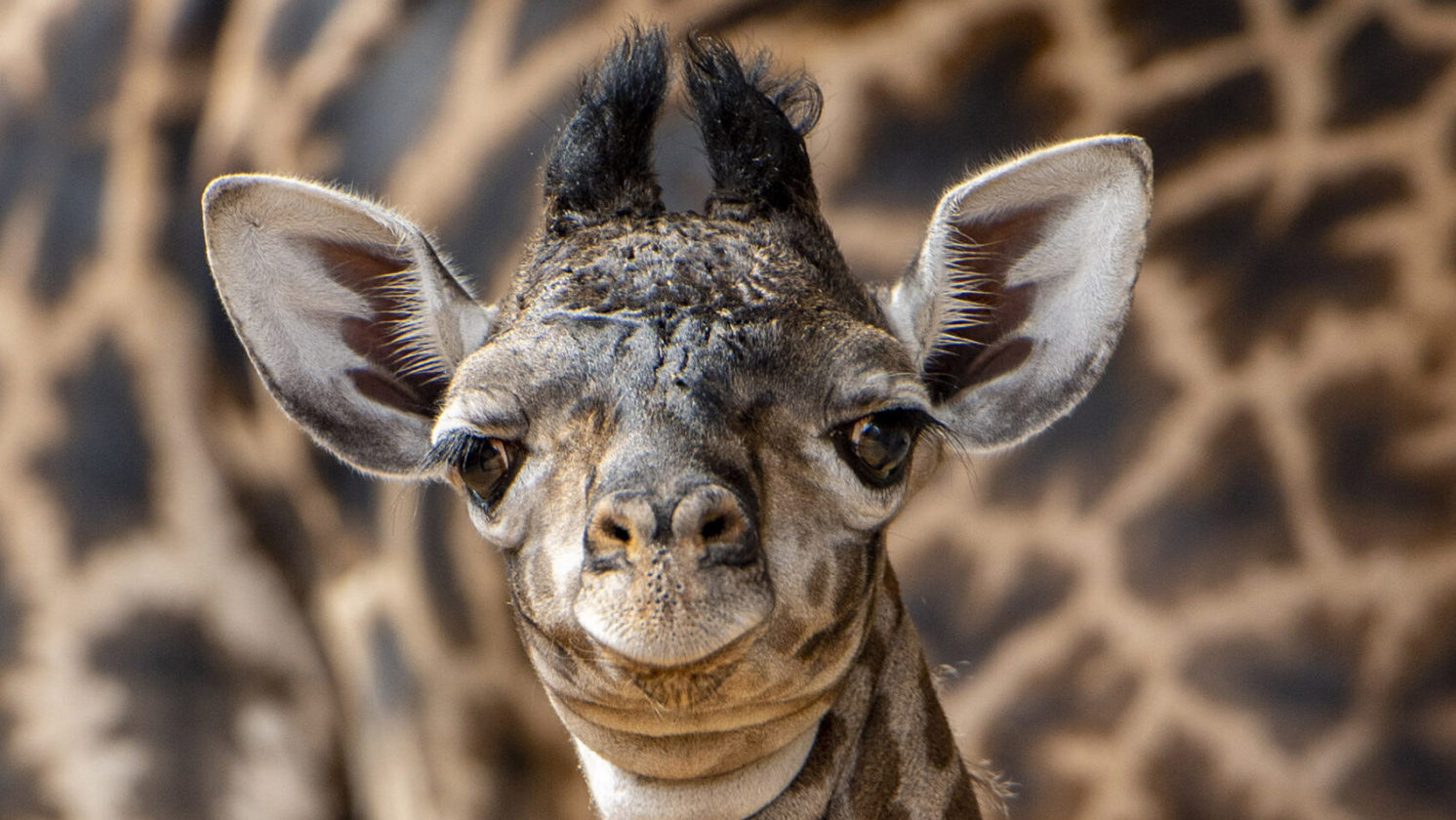 Giraffe Calf Animal Kingdom Disney World