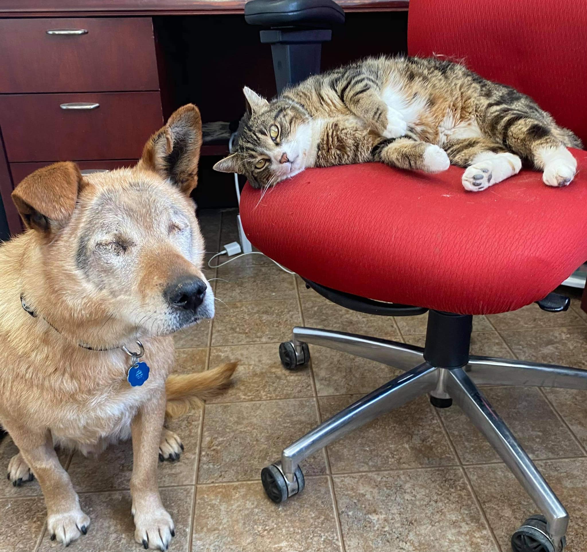 Spike the blind dog and Max the support cat adopted together