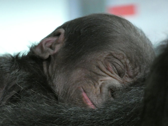 Western Lowland Gorilla Born at Disney's Animal Kingdom Theme Pa