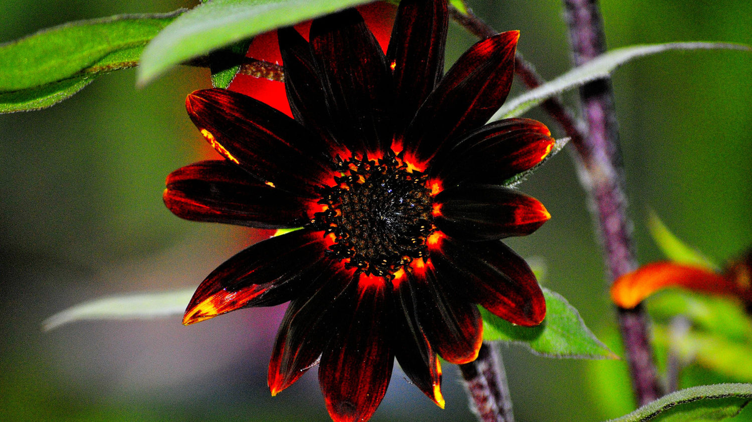 60/120 Seeds Sunflower Chocolate Effect Dazzling IN Your Garden 