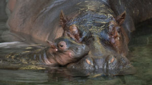 Hippo Calf Born at Disney's Animal Kingdom Theme Park