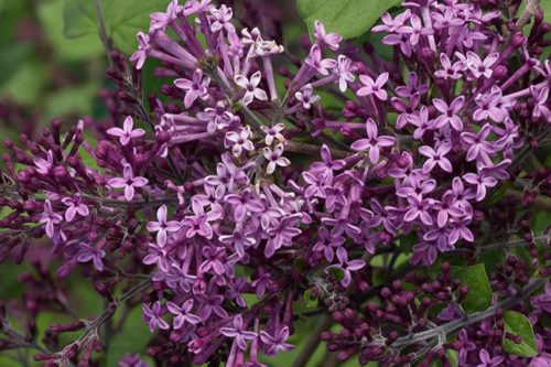 ‘Bloomerang’ Lilacs Bloom From Spring Until Fall
