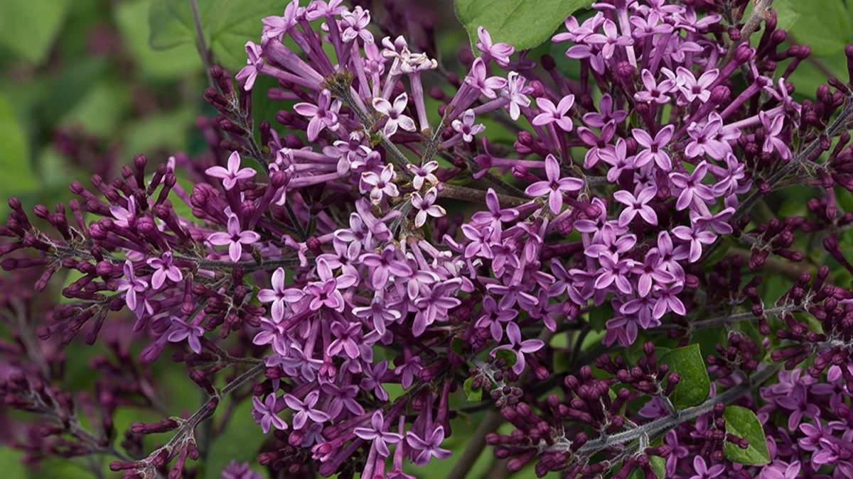 bloomerang lilacs proven winners flowers