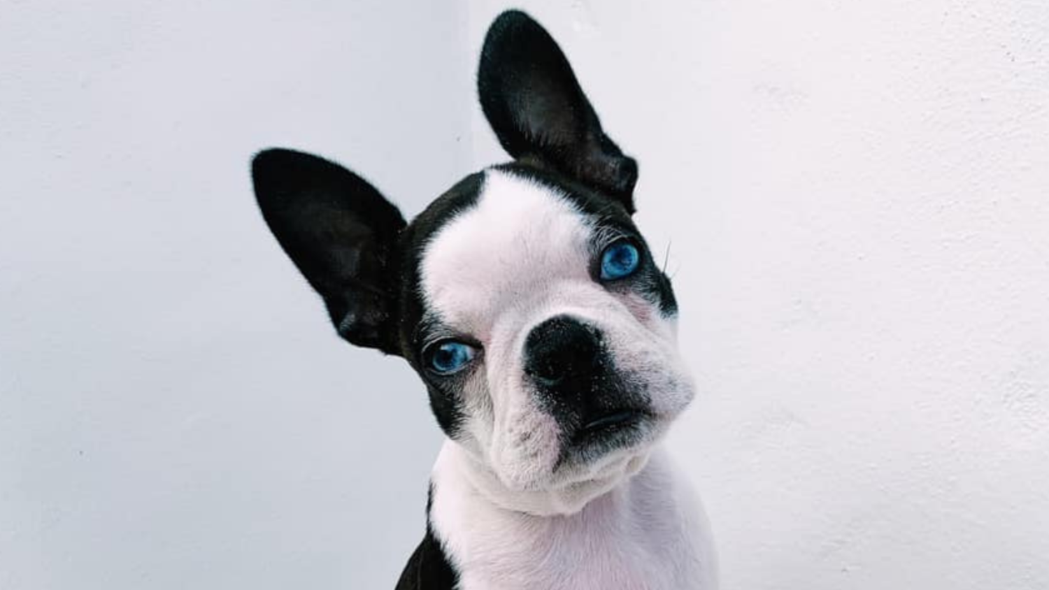 Blue-eyed Boston terrier