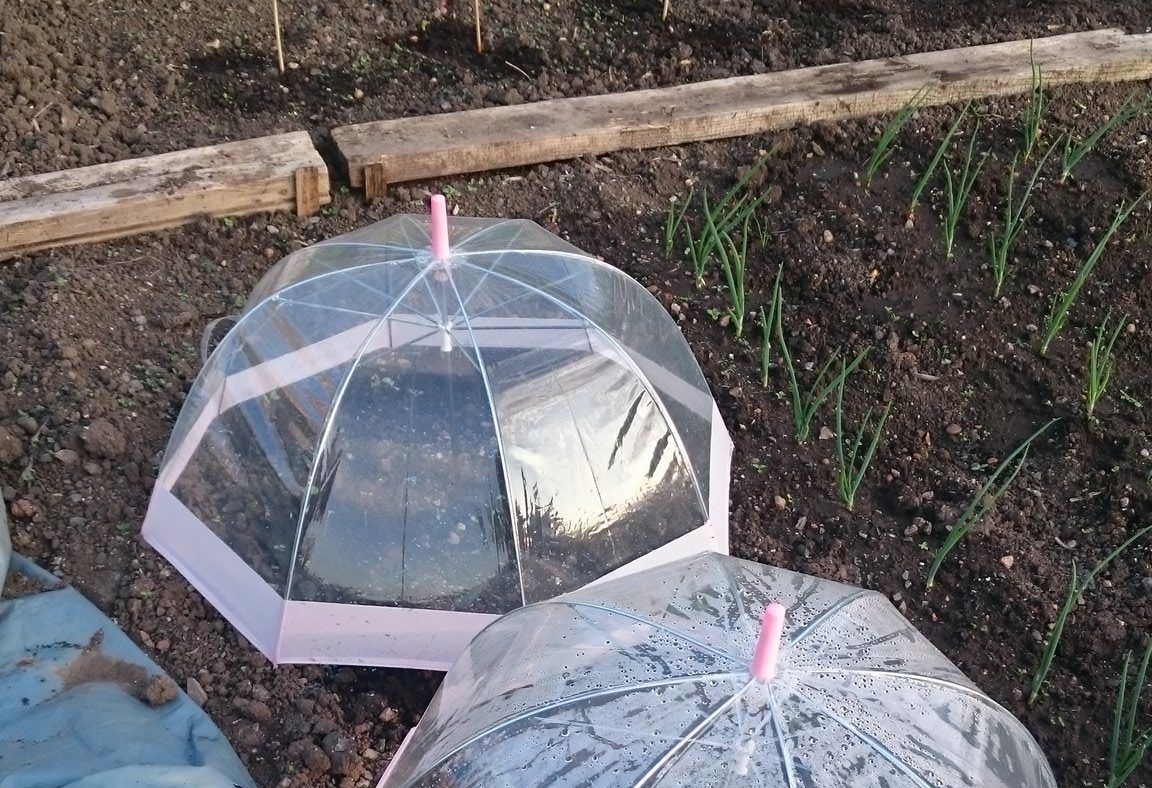 DIY clear umbrella greenhouse over garden plants