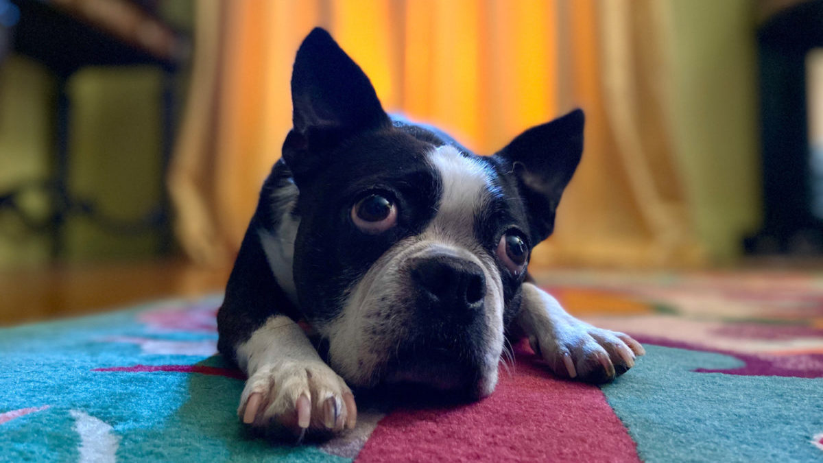 A dog picture taken with iPhone's portrait mode