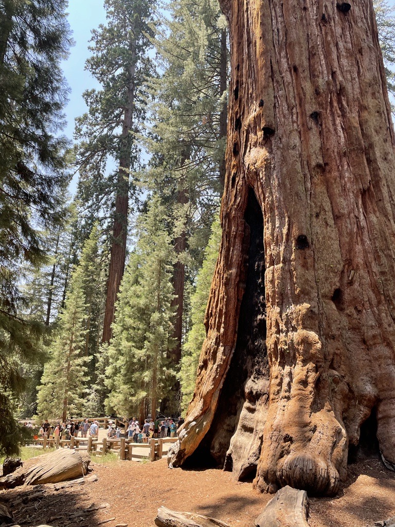 World's largest tree General Sherman at Sequoia National Park in California