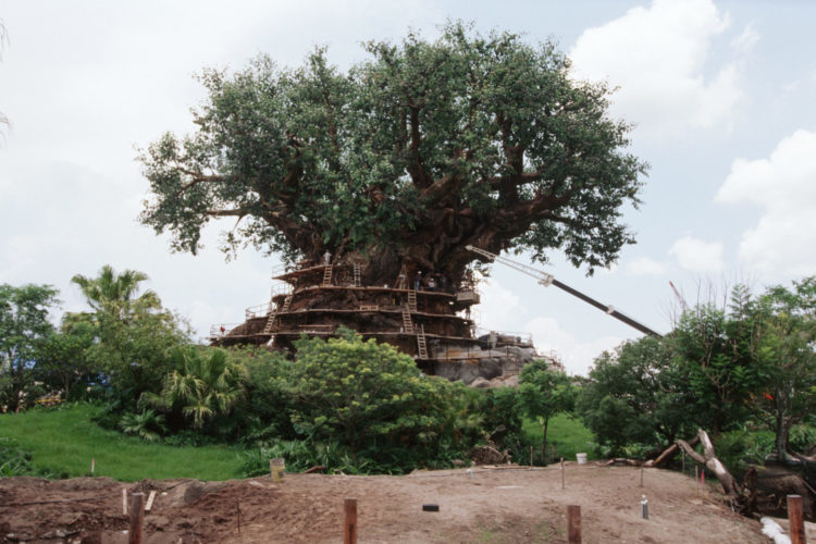 Tree of Life Under Construction at Disney's Animal Kingdom Disney World