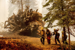 Firefighters battle Windy Fire on the Trail of 100 Giants grove of Sequoia National Forest, Calif., on Sept. 19, 2021.