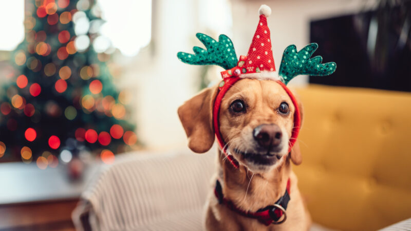 Small dog wearing antlers sitting on the sofa by the Christmas tree