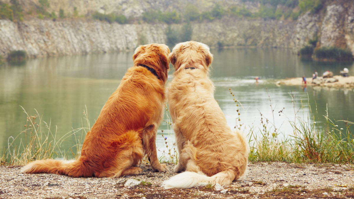 Two golden retriever dogs sit together by lake