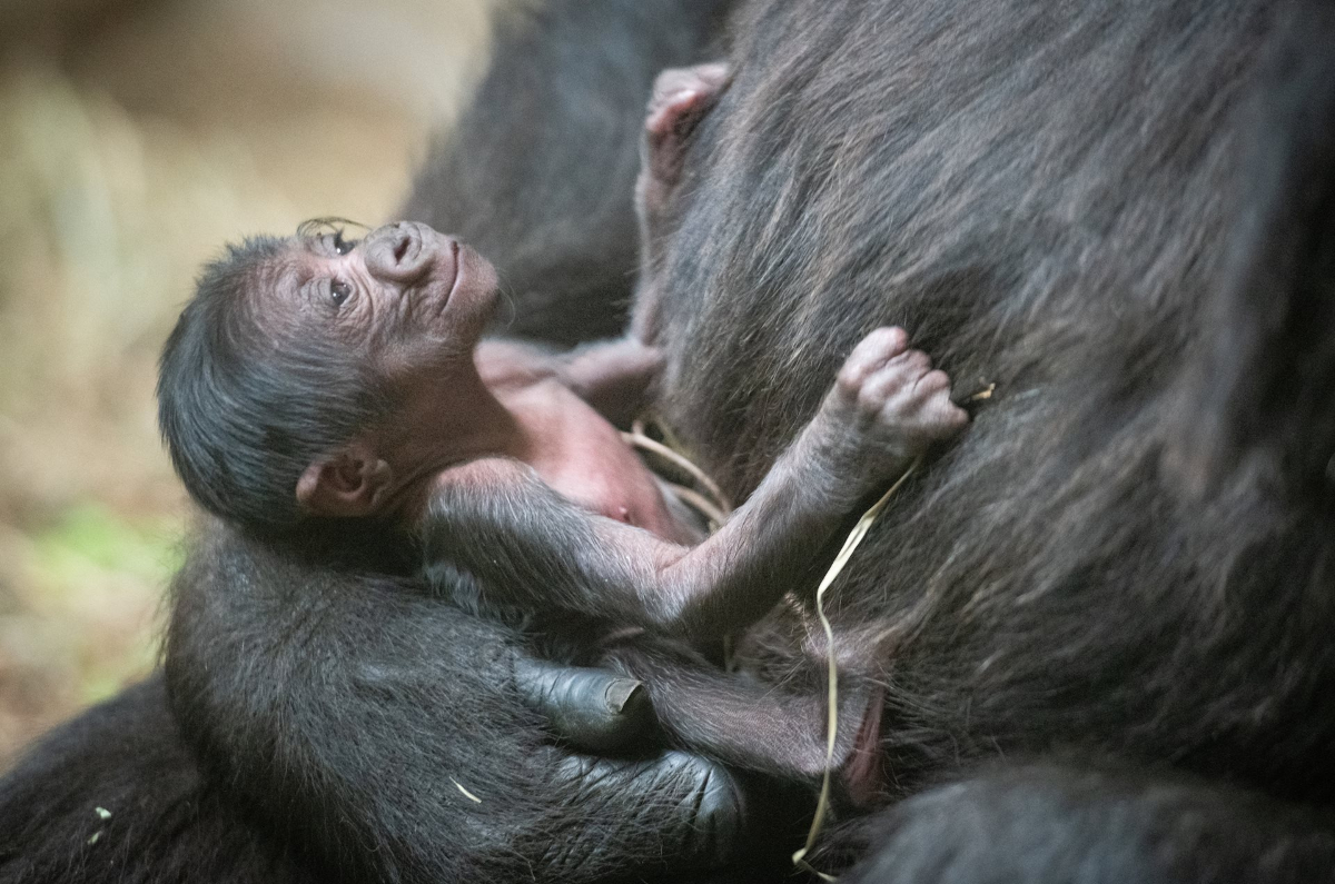Newborn lowland gorilla at Cleveland Zoo
