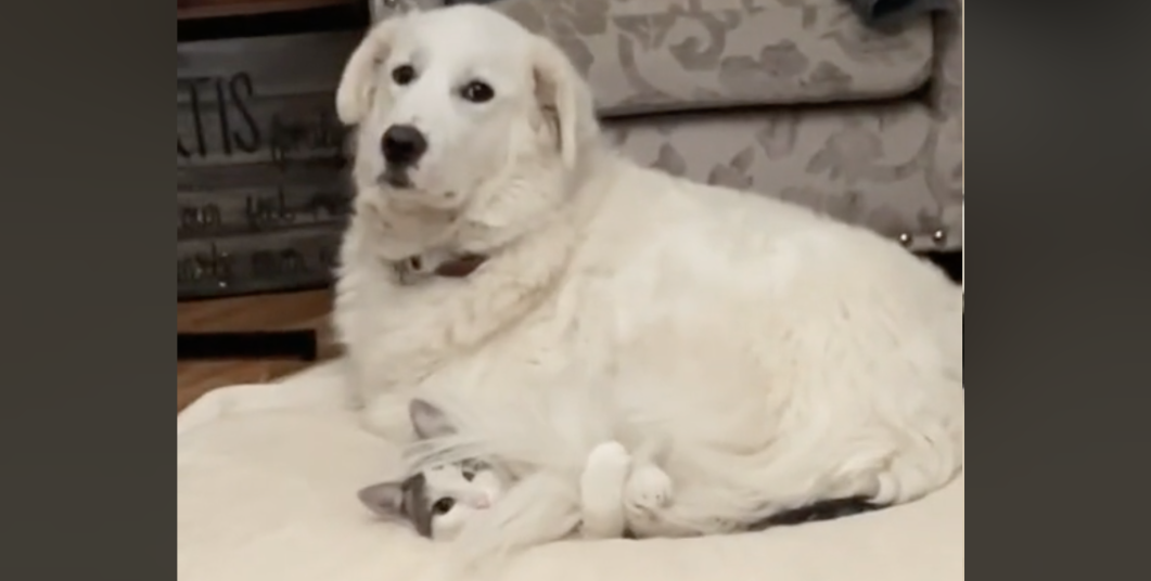 Dog Takes Bed Back From Cat In Adorable Viral Video