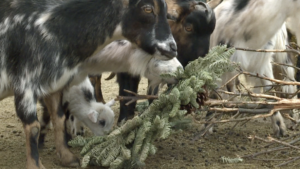 Goats eating Christmas trees