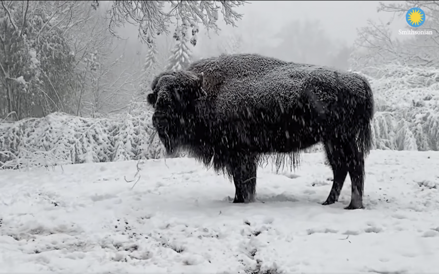 Bison at National Zoo plays in snow