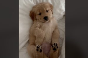 golden retriever refusing to get out of bed