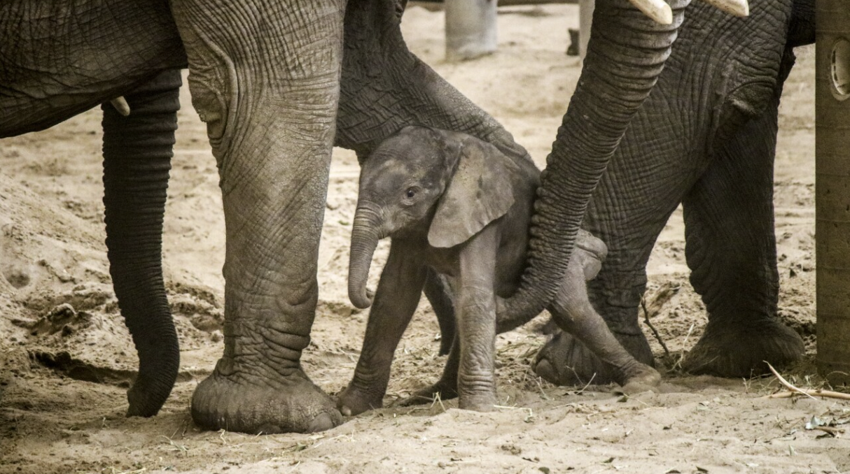 Baby elephant born at Omaha Zoo