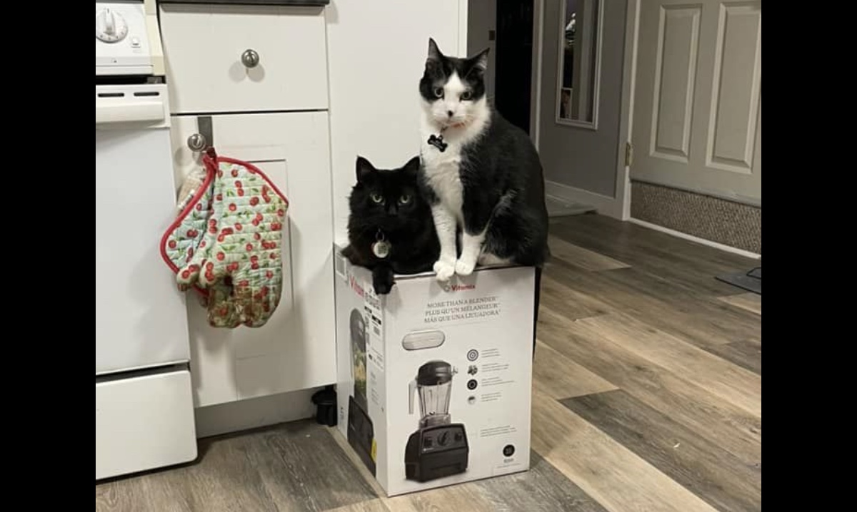Cats occupy Vitamix box