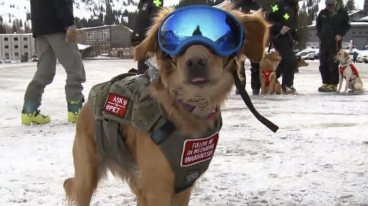 Avalanche dog in training wearing ski goggles